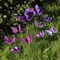 Grand jardinière de jardin papillon colorée, 10 pièces, piquets de papillon 3D imperméables, décoration extérieure, décoration de jardin de fête