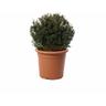 Kentis - Ilex Crenata Glory Gem a Forma di Palla - Piante Vere da Esterno Resistenti - h 40/50 cm