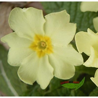 3 frühlingsblühende Stauden Primel Anemone und Veilchen Image