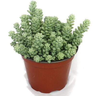 Sedum morganianum burritum - Affenschaukel - 12cm Topf