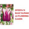 Offerta 70 bulbi tulipano lilyflowering claudia bulbi autunnali bulbs