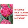 Bulbi autunnali offerta 70 bulbi tulipano a fiore doppio late voque bulbi bulbs bulbes