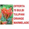 Peragashop - offerta 70 bulbi di tulipano viridiflora orange marmelade bulbs bulbs