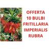 Peragashop - offerta 10 bulbi autunnali fritillaria imperialis rubra maxima bulbs bulbes