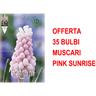 Peragashop - offerta 35 bulbi muscari pink sunrise bulbs bulbes