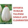 Peragashop - offerta 70 bulbi tulipano single late clearwater bulbs bulbes