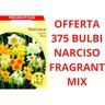 Offerta 375 Bulbi Narcisi Fragrant Mixed Bulbs Bulbes