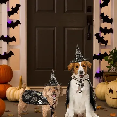 Pet+Costumes