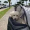 Wedyvko Portable pet trolleys 3 Wheels Pet Strollers Outdoor Travel Carrier Cat Dog Pet Cart