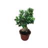 Ficus ginseng bonsai