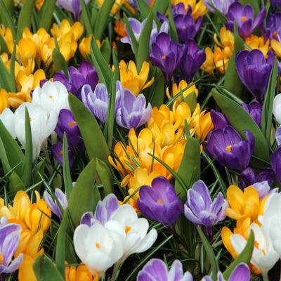 Blumenzwiebeln Krokus-Mischung 40er-Set Image