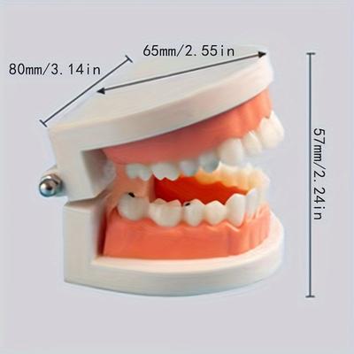 TEMU Dental Implant Teaching Model Kit - Detachable, Tool For Dentists & Students