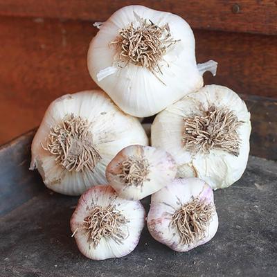 Van Zyverden Elephant Garlic Set of 3 Cloves