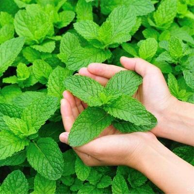 TEMU 100 Peppermint Seeds For Growing Peppermint Seeds Non-gmo Heirloom Pack With Instructions For Growing Cool - Indoors Or Outdoors - And Fragrant