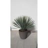 Yucca Rostrata vaso 40cm h 80cm foto reali vaso incluso piante grasse