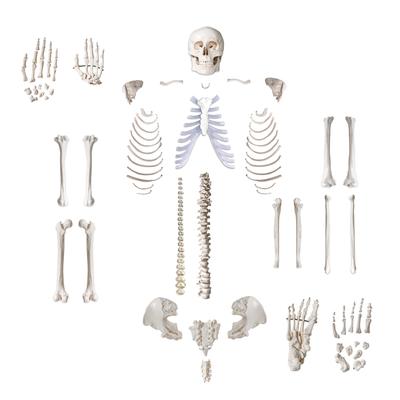 Trademark Innovations Anatomical Life Size Disarticulated Human Skeleton Model