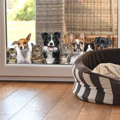 Katze Hund doppelseitige Elektrostatische Aufkleber PVC Fenster Wand Aufkleber Tiere Dekor DIY Wohnzimmer Dekoration Wandbild Kinder Image