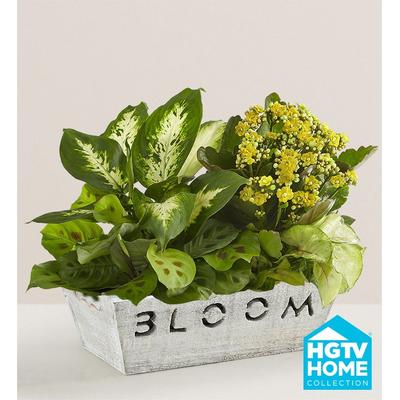 1-800-Flowers Plant Delivery Bloom Dish Garden