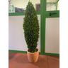 Vivaio Garden Forest - Pianta di bosso stabilizzata buxus boxus h115 (no acqua no manutenzione)