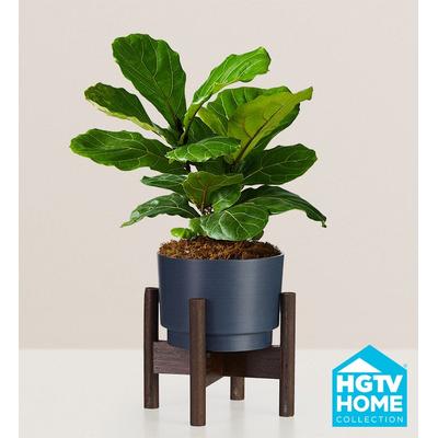 1-800-Flowers Plant Delivery Fiddle Leaf Fig Plant Medium