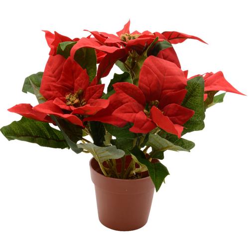 Rote Poinsettie im Topf h. 27 cm