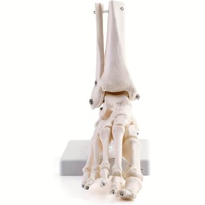 TEMU Human Anatomical Foot Model With Base - Realistic Size Skeletal Anatomy For Orthopedic Medical Education And Teaching - Pvc Material, Uncharged, No Battery Required