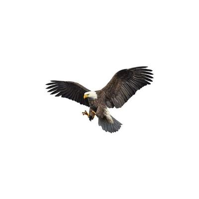 Ahlsen - Stück Adler-Autoaufkleber, wasserdichter Motorhaubenaufkleber, fliegender Adler,