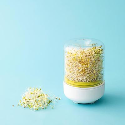 Countertop Sprouter Growing Kit, Home Made Fresh Bean Sprouts, Bean Sprouts Making Countertop Bean Sprouts