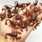 5-50Pcs Funny Cockroaches Joke Decoration Props Rubber Toy Gags Practical Jokes Toys Horrifying