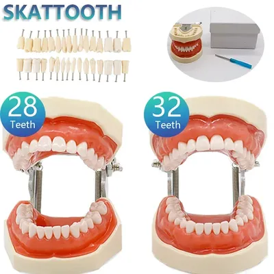 32 Teeth Dental Teaching Model Soft Gum Resin Typodont Teeth Model for Dentist Practice Studying