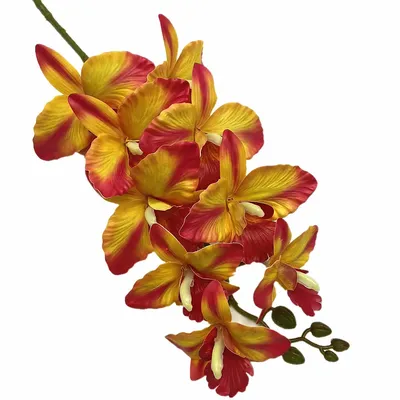 Flowers+Plants