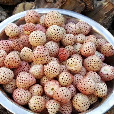 Van Zyverden Speciality Strawberries White Carolina Set of 20 Roots