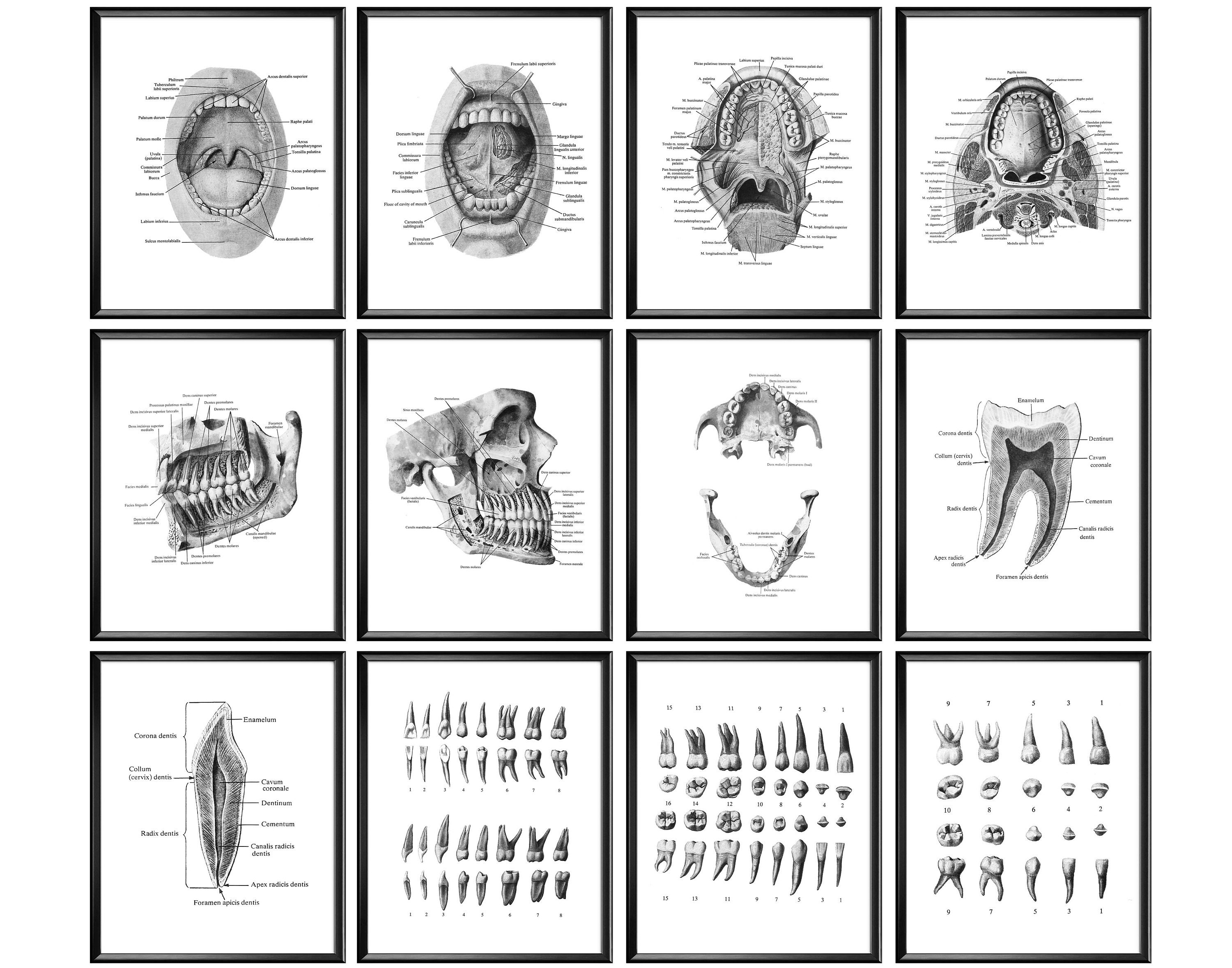 12 Arte anatomica dentale Stampa anatomica dei denti Regalo dentista Decorazione studio dentistico Regalo ortodontista Decorazione clinica dentale Reg