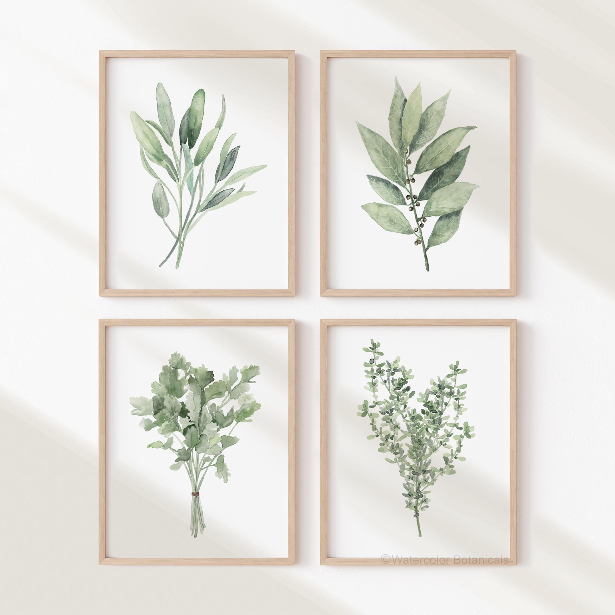 Erbe aromatiche - Set di 4 poster botanici ad acquerello, illustrazioni di erbe aromatiche per la cucina, stampe per la decorazione delle pareti.