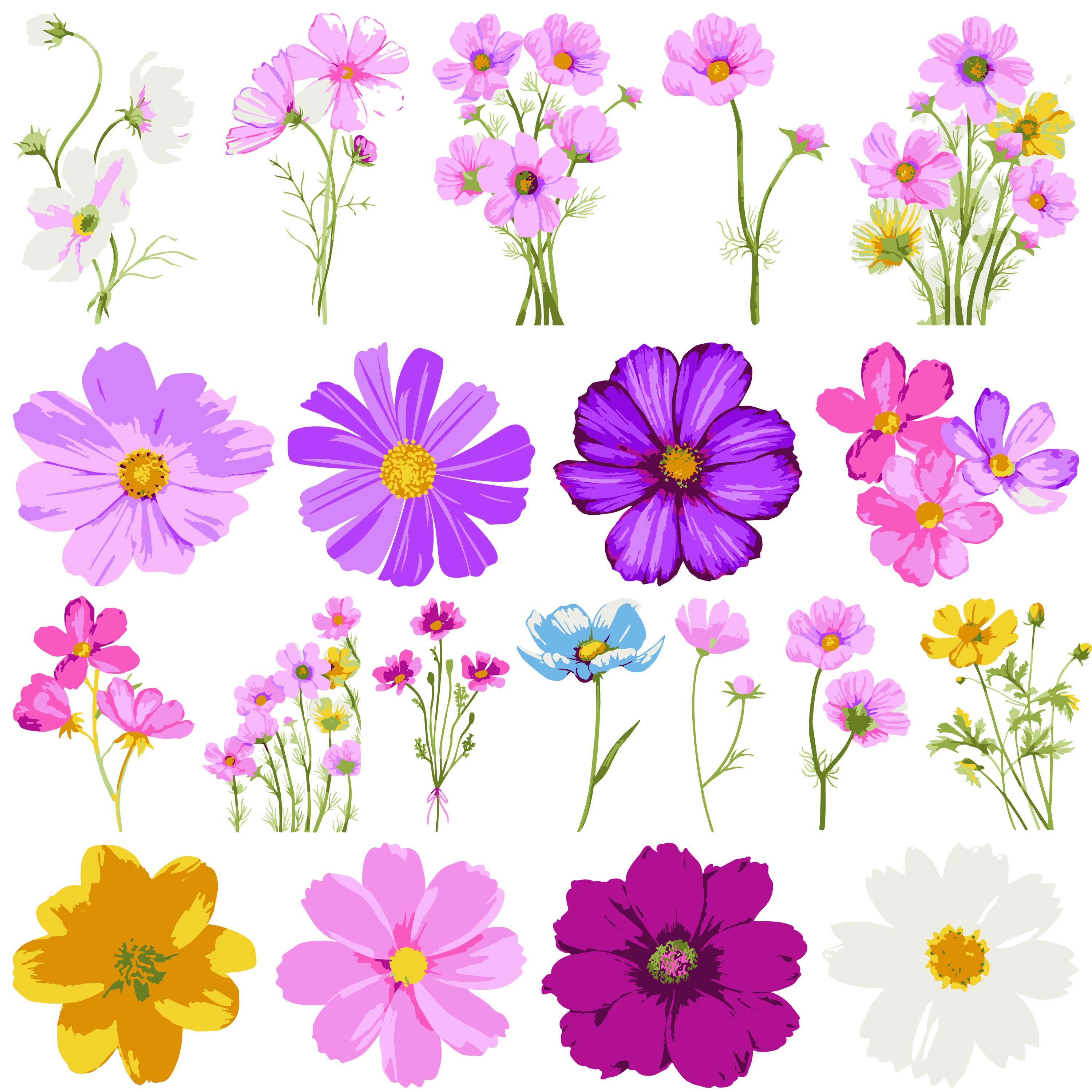 Pacchetto SVG fiore cosmo, fiore cosmo png, fiore cosmo eps, vettore fiore cosmo, clipart cosmo, fiore cosmo SVG, fiore nascita SVG,