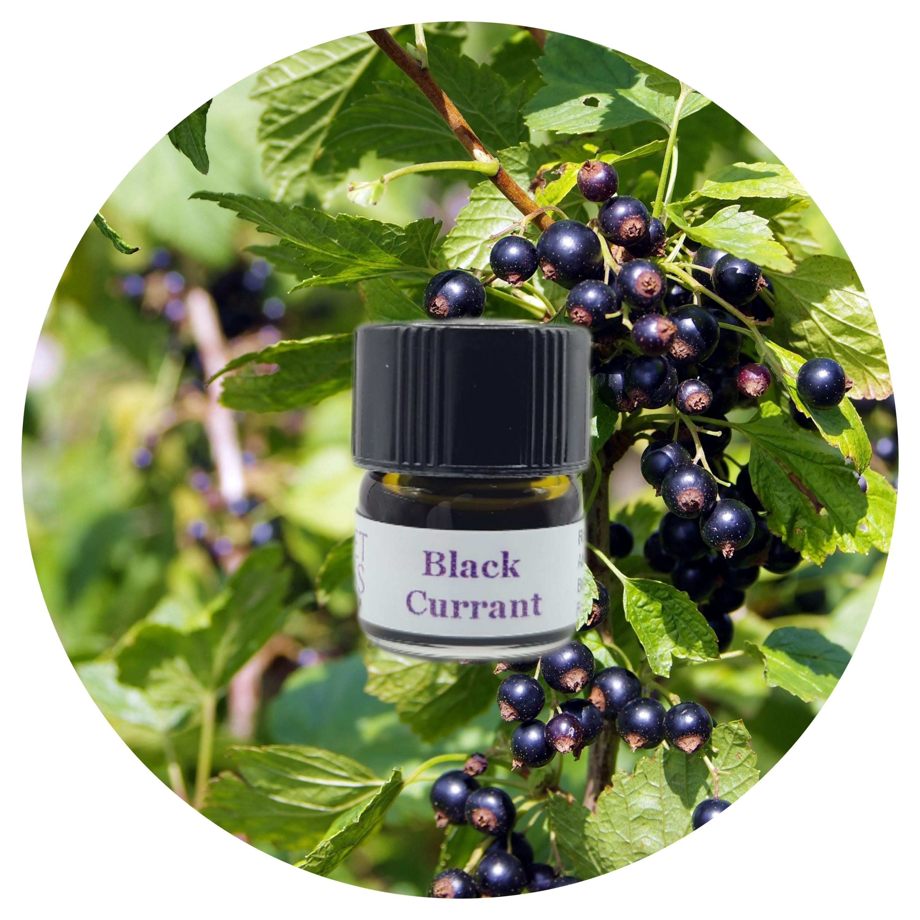 Ribes Nero Assoluto Biologico Ribes nigrum Profumo Naturale Puro Profumeria Germogli di Ribes Nero Profumo Verde Fruttato Floreale