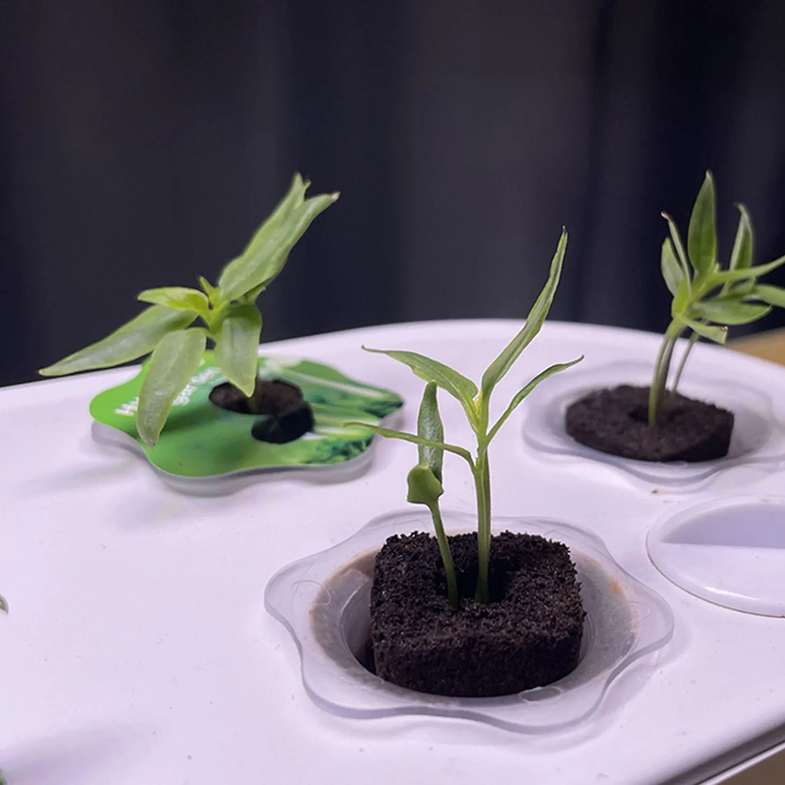 30 stücke Samen wurzel wachstums schwämme einfach zu verwendende Samen beginnen fördern Wurzel schwamm für hydro po nische Blumen pflanzen Image