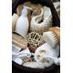 Beauty Hawaii Spa Basket - Perfect Gift