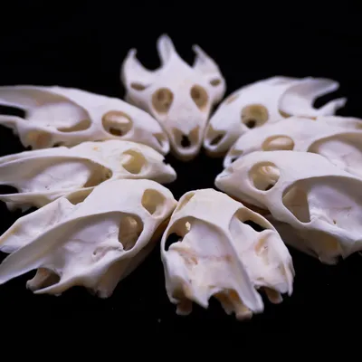 10PCS Turtle Skulls Animal Specimen Collection Research Display Decoration