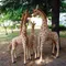 Giocattoli di peluche giraffa gigante della vita reale Bambola morbida di peluche realistica Regalo creativo di alta qualità per l