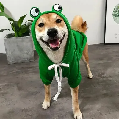 Pet+Costumes