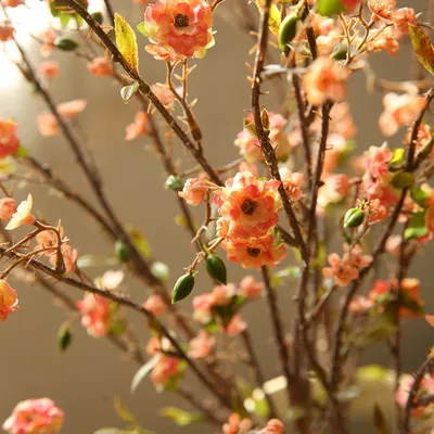 Flowers+Plants