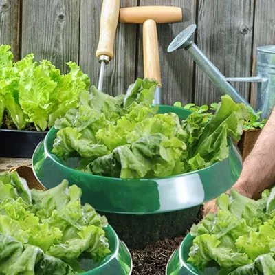 Garden Plant Protection Cover Vegetable Insect Proof Cover Horticultural Planting Snail Partition