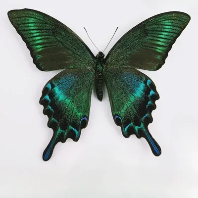 29 Carefully Selected Butterfly Specimens Real Butterfly Insect Teaching Specimens Wings Not