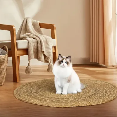 Cat+Supplies