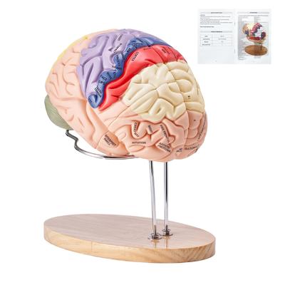 Human Models Set 3D Model Study Tools Teaching Models for Physiology Students or as Educational Kit for Kids