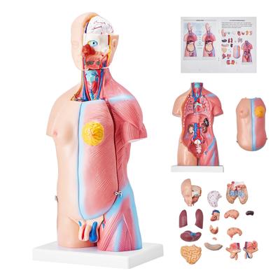 Human Models Set 3D Model Study Tools Teaching Models for Physiology Students or as Educational Kit for Kids