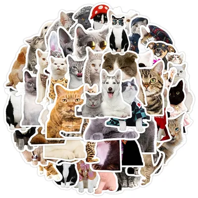 10/30/50 Stück Kawaii süße Katze Meme Aufkleber lustige Graffiti Aufkleber DIY Skateboard Koffer Telefon Gitarre Tiere Aufkleber Dekoration Image