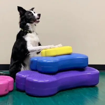 Hund Agility Training Ausrüstung Übung Ball Knochen Knochen Geformt Ball Nicht-Slip Bump Hintere Image