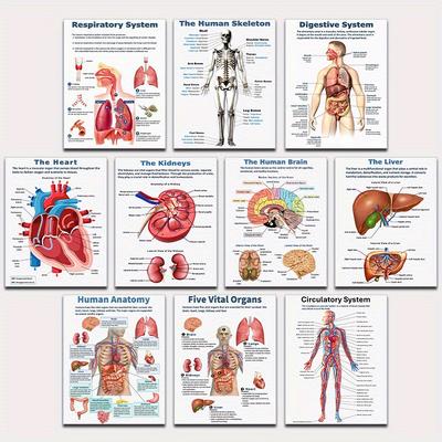 TEMU Print Painting, 10pcs Human Anatomy Poster Set, Human Biology, Human Anatomy, Science Posters. High School Science, Educational Poster, Classroom Posters 8x10inch Unframed, Room Decor Image